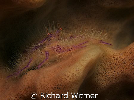 Hairy Squat Lobster.  Photo taken between the ribs of a b... by Richard Witmer 