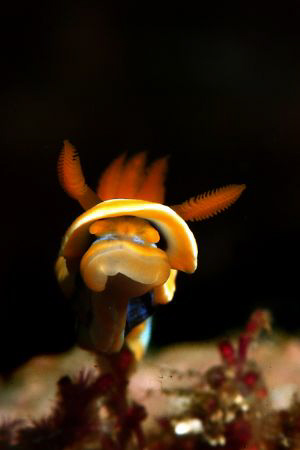 Chromodoris annae stretching out to me by Michel De Ruyck 