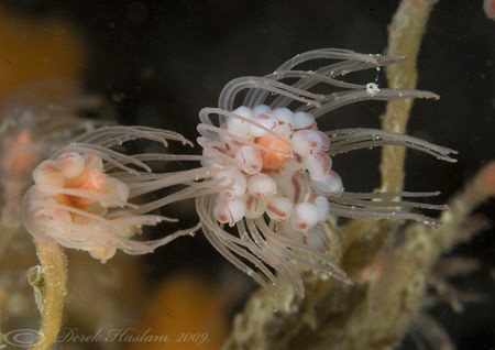Oaten pipe hydroid's. D200, 2xT/C, 60mm, wet diopter. Men... by Derek Haslam 