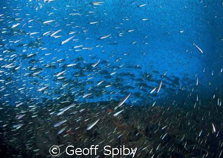 Is there anywhere in the world that rivals the Maldives f... by Geoff Spiby 