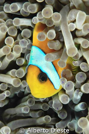Clownfish in night dive, Nikon D70S, 105mm, DS160 by Alberto D'este 