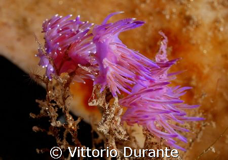 A school of Flabellina Affinis by Vittorio Durante 