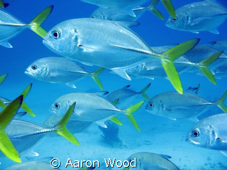 Canon A620, natural light, freediving, colour corrected. by Aaron Wood 