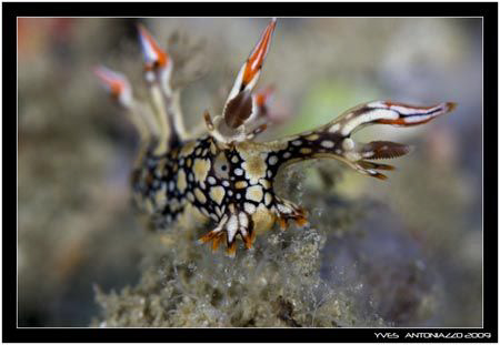 Portrait of a bornella anguilla..............Fuji S5 pro/... by Yves Antoniazzo 