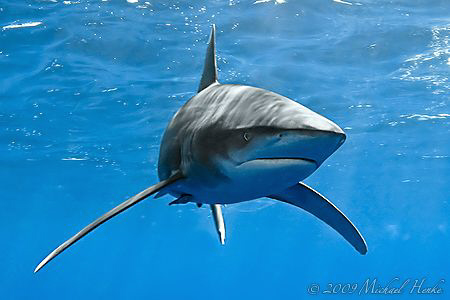 Oceanic Whitetip Shark - Deadalus Reef - Canon G7 by Michael Henke 