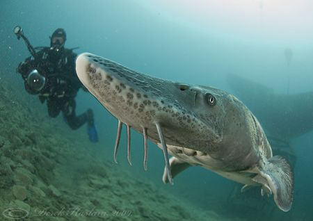 Sturgeon. Capernwray. D200, 10.5mm. by Derek Haslam 