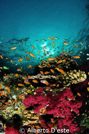 Coral Garden in Farasan Banks by Alberto D'este 