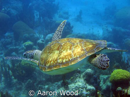 Canon A620, natural light, freediving, colour corrected. by Aaron Wood 