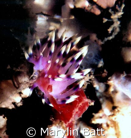 Flabellina exoptata, Nikonos V 1:2 extension tubes by Marylin Batt 
