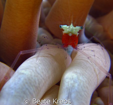 Popcorn shrimp on a anemone, taken at Wakatobi with my Ca... by Beate Krebs 