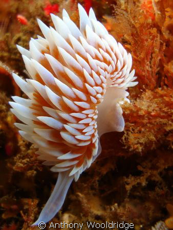 Silver Nudibranch taken at Gasmic Gorge in Port Elizabeth... by Anthony Wooldridge 