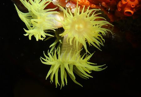 Soft Coral observed during night dive in fiji by Ron Monaco 