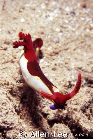 Nudi.Nikon F100,60mm,f27,1/125,YS-120*2,RVP 100F. by Allen Lee 