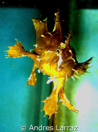 SARGASSUM FROGFISH by Andres Larraz 