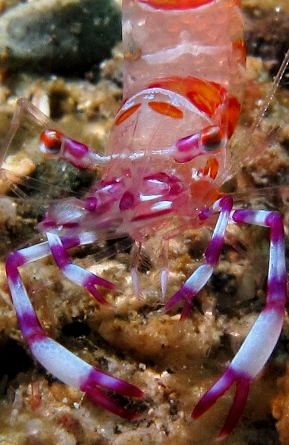 Critters Cove, Samal Island, Davao City..... by Bernard Maglana 