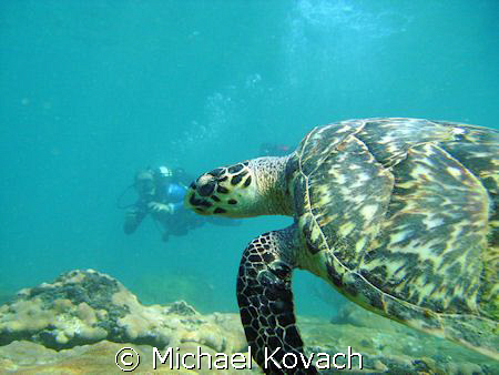 Sea Turtle with diver on the Inside Reef at Lauderdale by... by Michael Kovach 