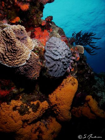 This image was taken in 2008 while diving in Cozumel. The... by Steven Anderson 