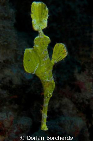 Halameda Ghost Pipefish by Dorian Borcherds 