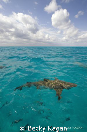 A 10ft lemon shark swims in the clear bahamian waters off... by Becky Kagan 