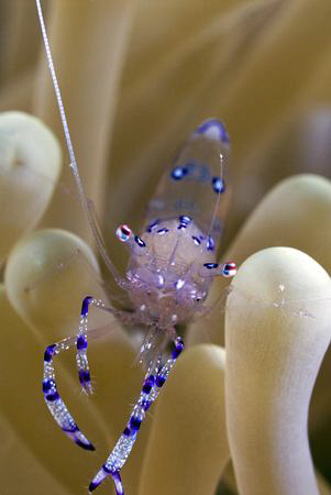 Shrimp in a mushroom cora by Erika Antoniazzo 