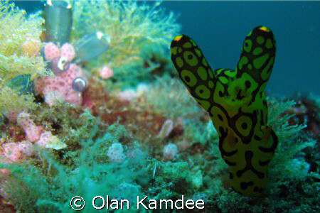 I dived 36 metres depth at East of Eden, The eastern side... by Olan Kamdee 