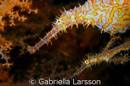 Ornate Ghost Pipefish from Koh Haa. by Gabriella Larsson 
