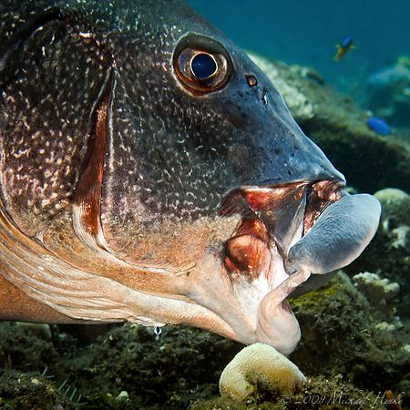 Giant sweetlips (Plectorhinchus obscurus) by Michael Henke 