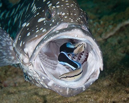 Two cleaners, no waiting.  Ningaloo Reef, Western Austral... by Ross Gudgeon 