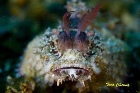 Scorpionfish @ Anilao by Taco Cheung 