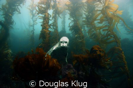 hide and seek.  A seal peaks out from over the rock reef ... by Douglas Klug 