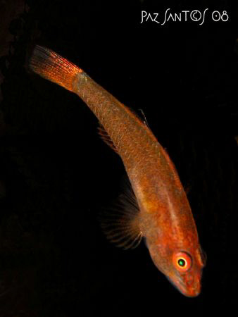 A tiny goby perched on a black tube coral. by Paz Maria De Vera-Santos 