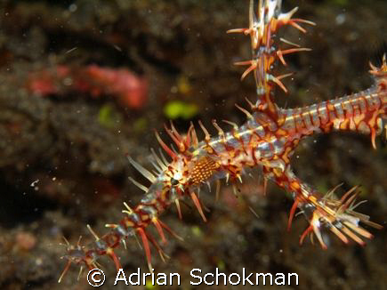 Up Close & Personal with a Ghost Pipe Fish @ Lembeh Manado. by Adrian Schokman 
