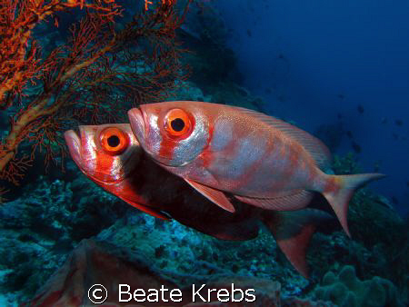 Two soldiers, taken at Wakatobi with my canon S70 by Beate Krebs 