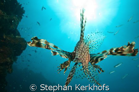 Lionfish (pterois miles) taking off.................. by Stephan Kerkhofs 
