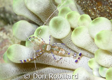 This picture was taken in Bonaire on a site called Andrea... by Don Robillard 