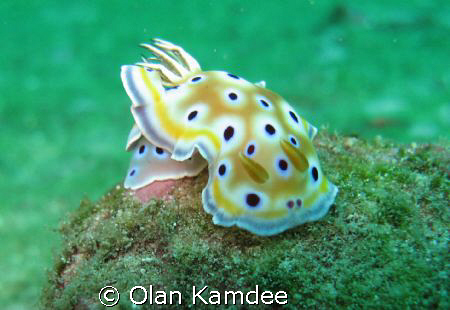 Canon A650IS by Olan Kamdee 