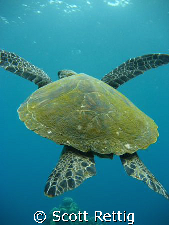 Turtle Launch ! by Scott Rettig 