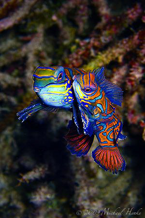 Mating Mandarinfish (Pterosynchiropus splendidus) - Canon... by Michael Henke 