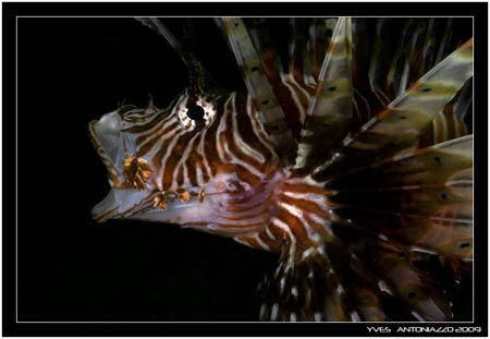 Not as good as a face on but still ok for me Fuji s5 pro ... by Yves Antoniazzo 
