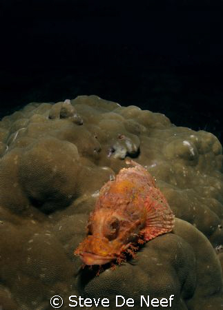 Scorpionfish on apo island. by Steve De Neef 