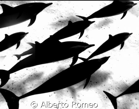 SILHOUETTES OF DOLFINS NEAR SAND BOTTOM.  FREE SKIN DIVIN... by Alberto Romeo 