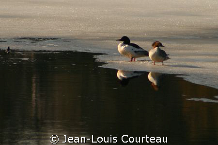 "Surface Interval"    A couple of mergansers, excellent d... by Jean-Louis Courteau 