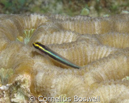 I used a Canon G10 with Ikelite housing and Sea & Sea str... by Cornelius Boswell 