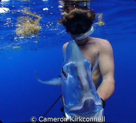 African Pompano head on with Spearfisherman. Don't hate. by Cameron Kirkconnell 
