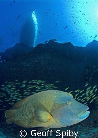 Bono the friendly Napoleon wrasse at Fish Head Thila in A... by Geoff Spiby 