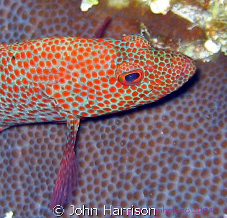 This guy was just hanging out waiting for me to take his ... by John Harrison 