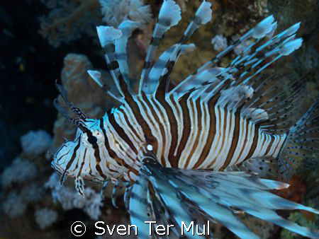 lion fish 
Olympus E410 camera 12-42 lens by Sven Ter Mul 