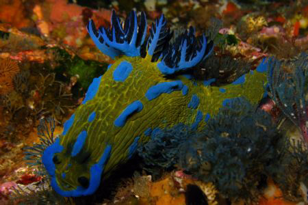 Tambja Verconis chilling, Poor Knights NZ by Eric Fly 