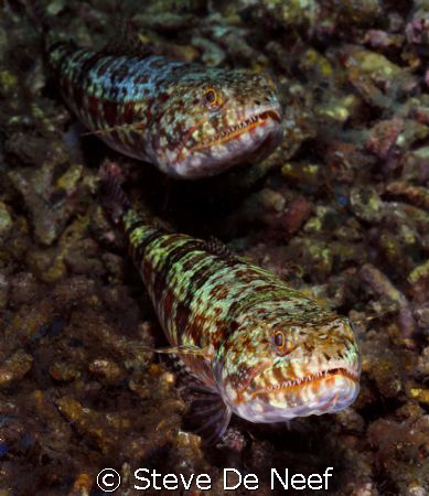 lizardfish at dauin sur. by Steve De Neef 