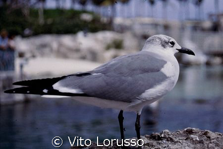 Bahamas - Eluthera by Vito Lorusso 